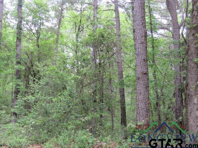203 Henderson Tx 75652 Henderson, TX 75652 - Photo 3 of 7 a view of a forest that has lots of trees