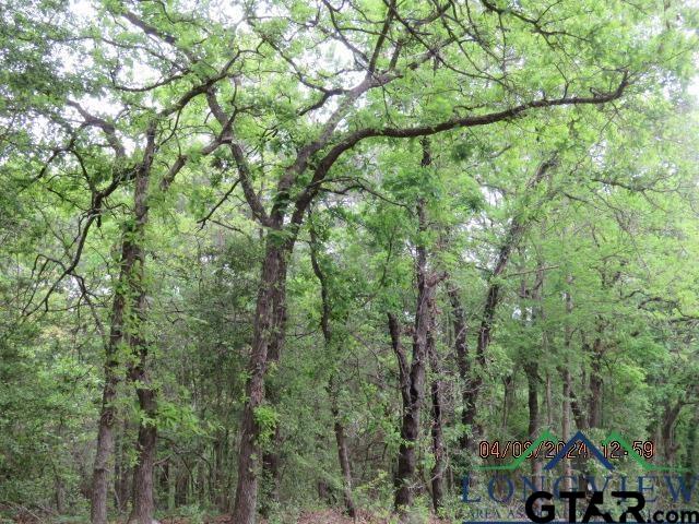 203 Henderson Tx 75652 Henderson, TX 75652 - Photo 7 of 7 a view of a yard with a tree