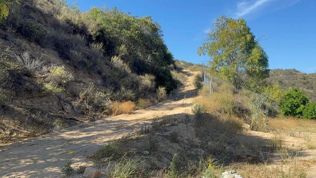 a view of a yard with plants and a tree