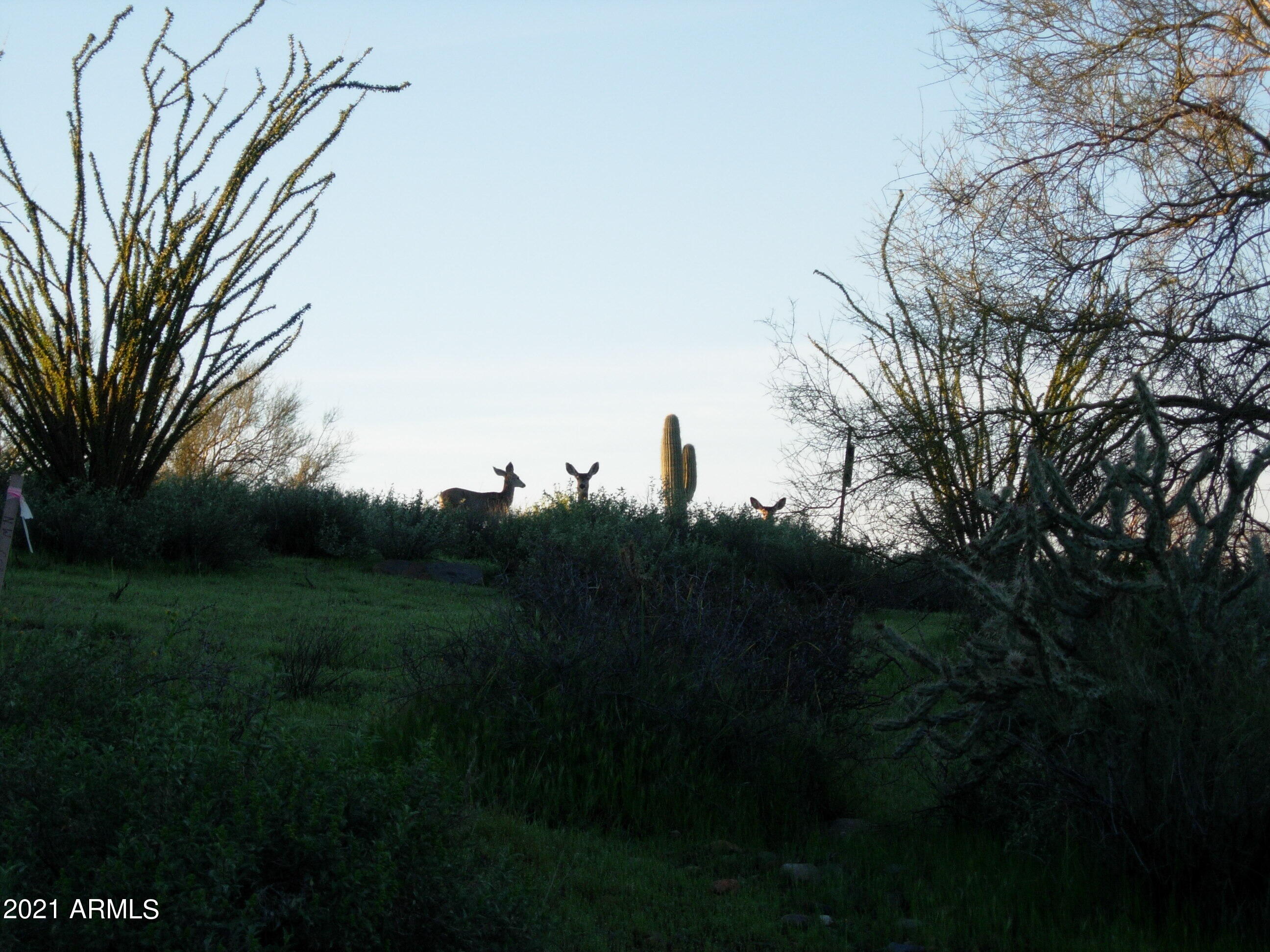7960 Rising Sun Road Carefree, AZ 85377 - Photo 2 of 16 Deer Sighting