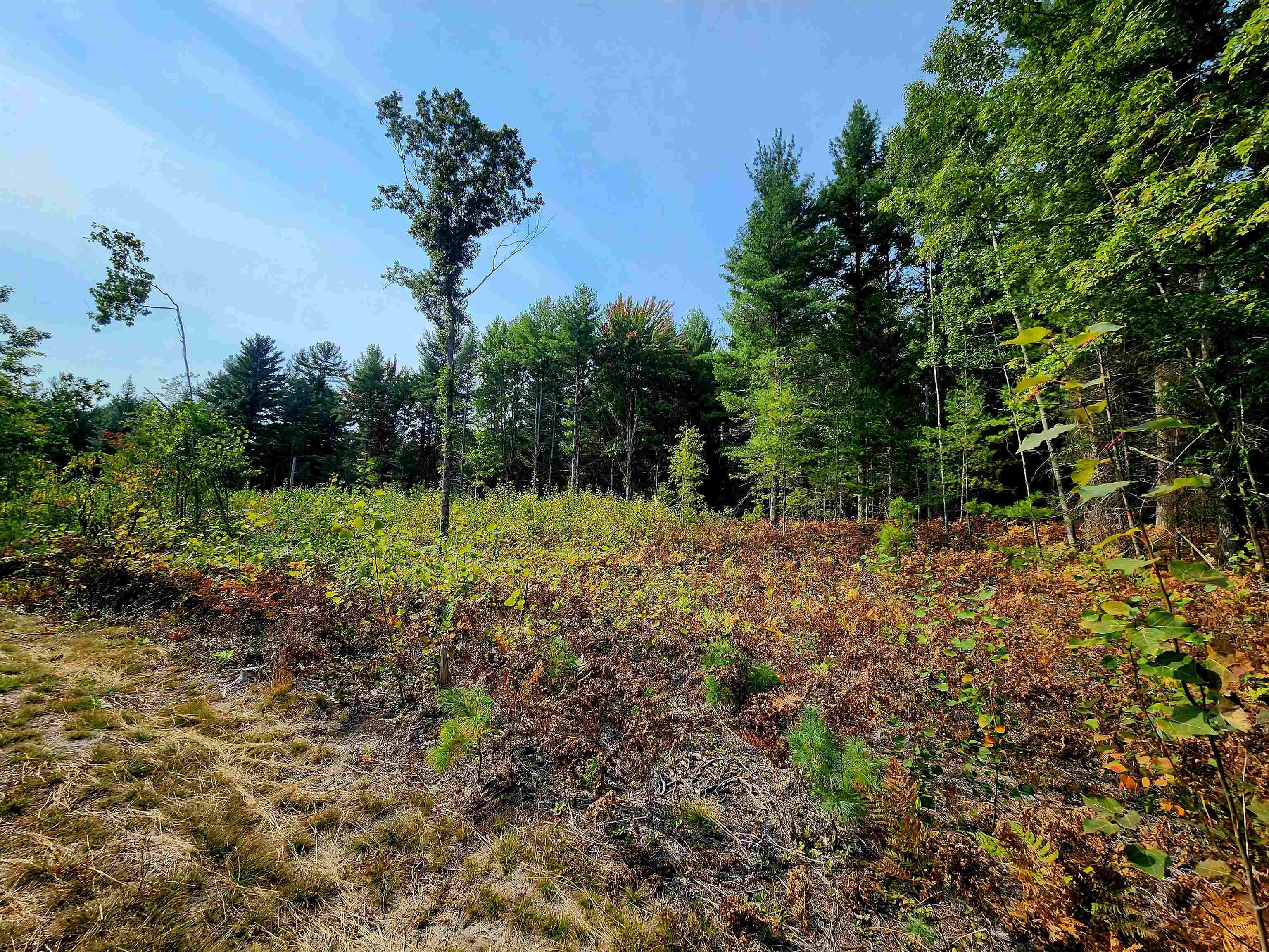39.20-acres Lindroos Road Kaleva, MI 49645 - Photo 11 of 28 Gallery Image 11