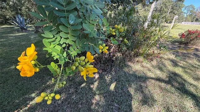 a view of a flower in a garden
