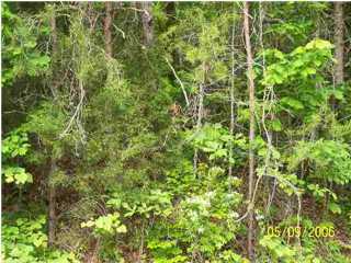 22 Deer Ridge Trail Ocoee, TN 37361 - Photo 1 of 1 Primary Photo