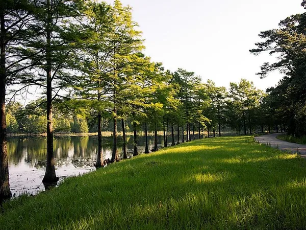 a view of a park with large trees