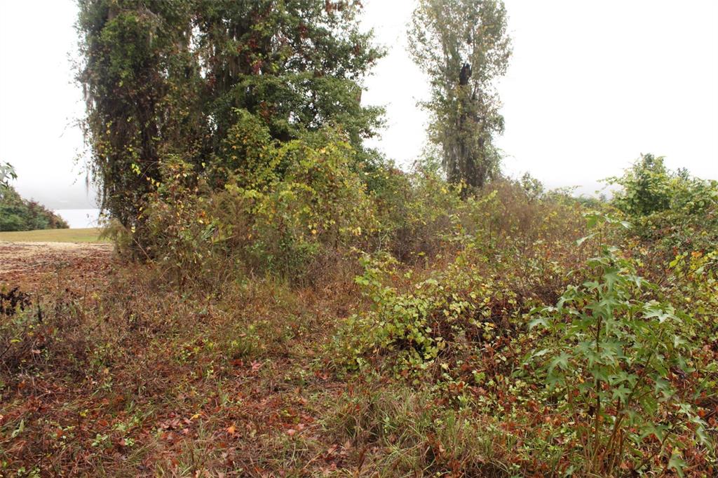 201 Floradandy Road Hawthorne, FL 32640 - Photo 11 of 11 a view of a yard with a tree
