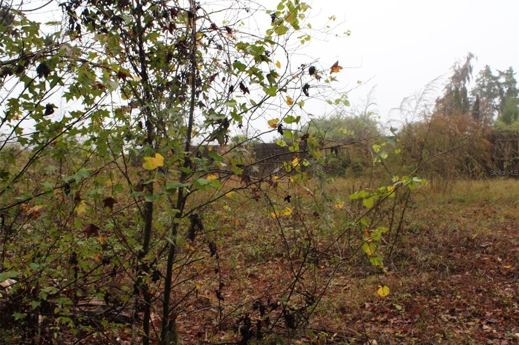 201 Floradandy Road Hawthorne, FL 32640 - Photo 7 of 11 a view of a tree