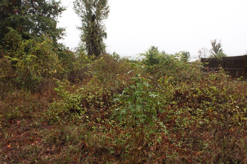 201 Floradandy Road Hawthorne, FL 32640 - Photo 10 of 11 a view of a yard with a tree