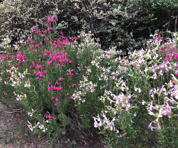 $895,000 | 5013 Sendero Springs Drive, Round Rock, TX 78681