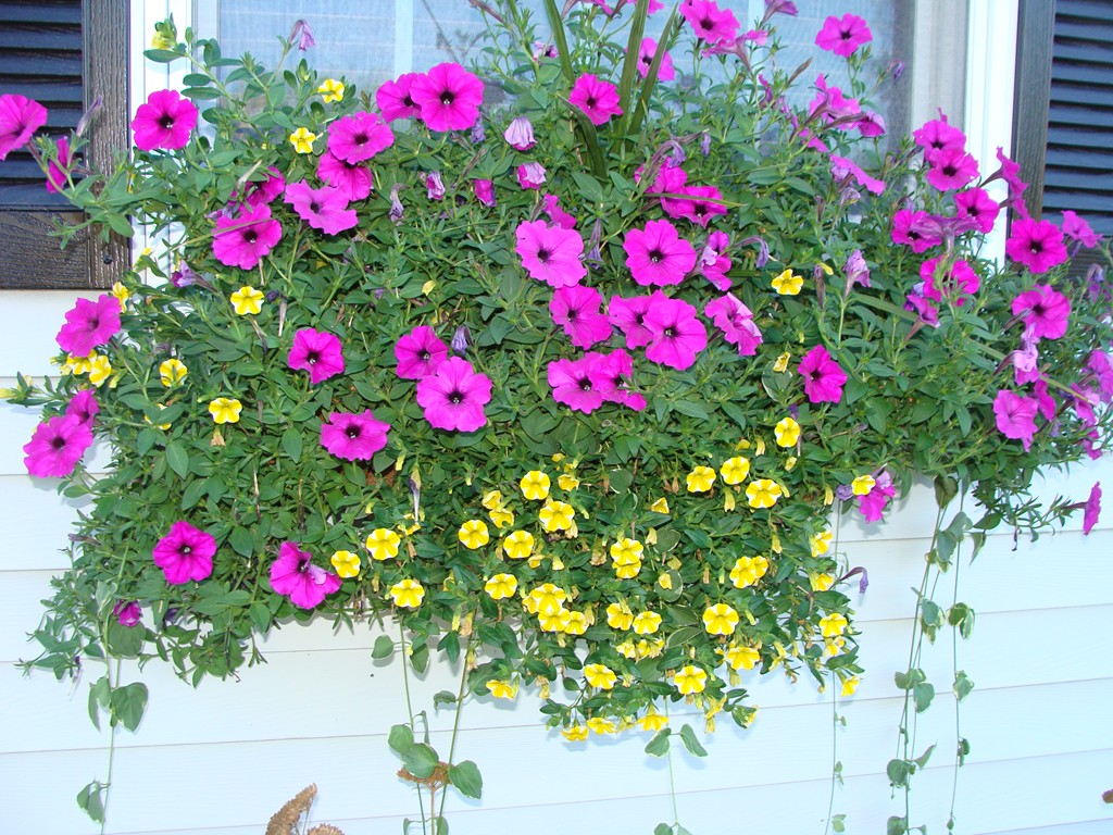 47 Henry Marsh Road Dudley, MA 01571 - Photo 3 of 30 a view of a flower