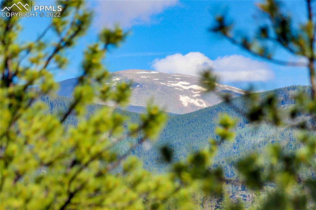 56801 US Highway 285 Bailey, CO 80421 - Photo 28 of 29 a view of a flower