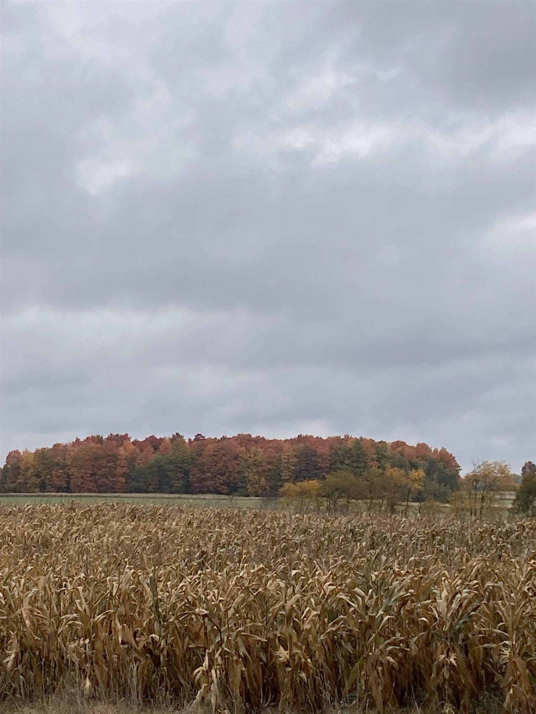 Vl East Vl E Sparling Road Kingsley, MI 49649 - Photo 5 of 12