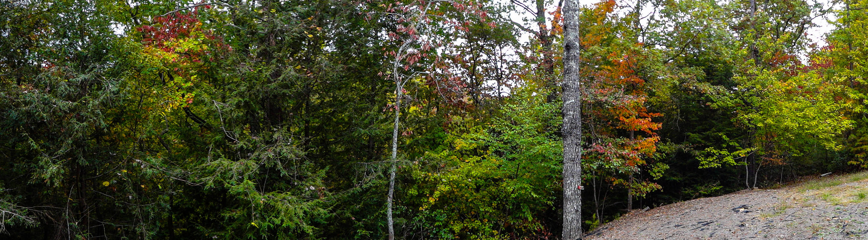 2386 Little Bend Road Signal Mountain, TN 37377 - Photo 35 of 42 Backyard