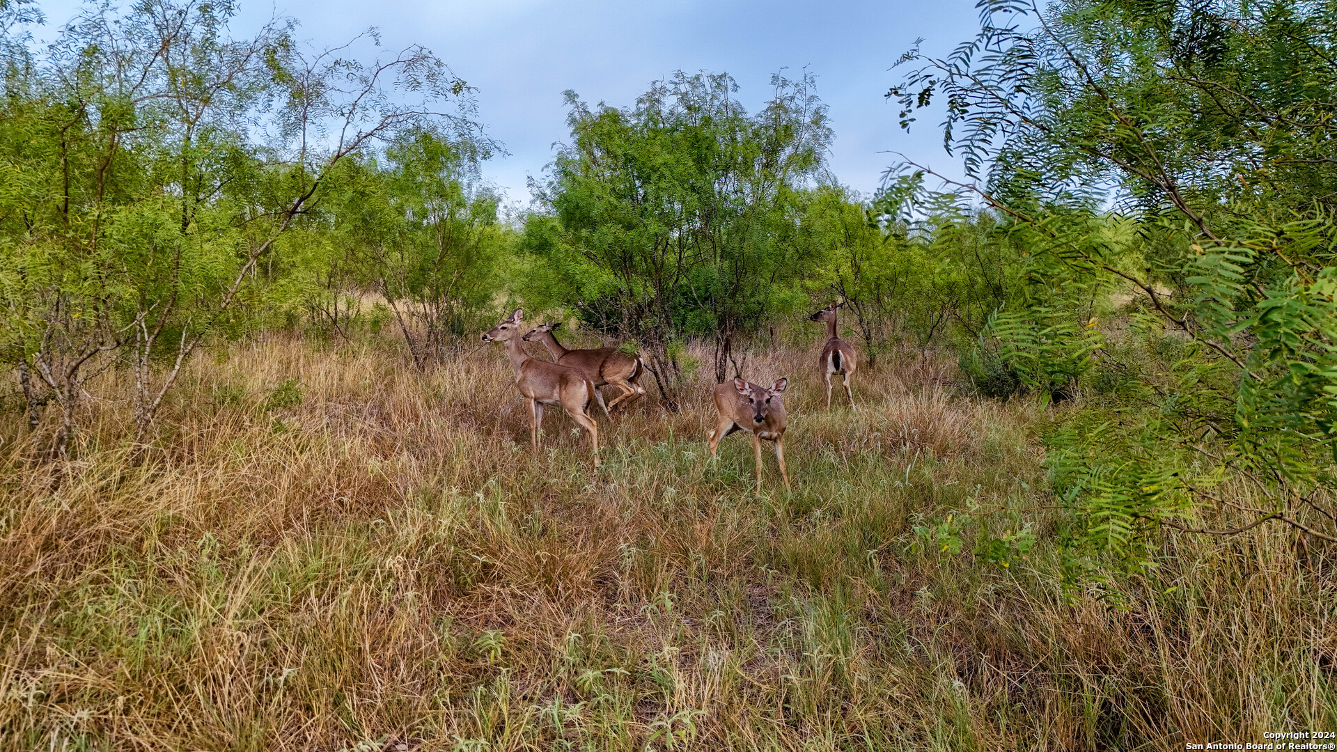 24.6-acres Hwy 173 Devine, TX 78016 - Photo 14 of 14 a view of a yard