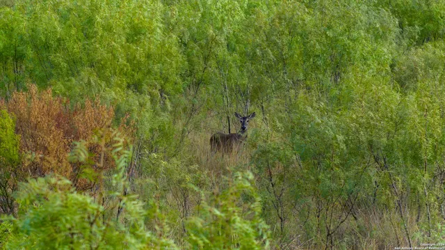 an aerial view of residential building and trees
