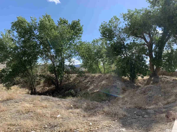 a view of a forest with trees in the background