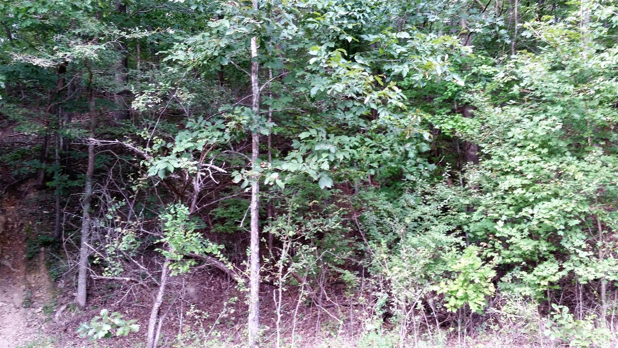 0 Elkins Switch Road Centerville, TN 37033 - Photo 2 of 7 Gallery Image 2
