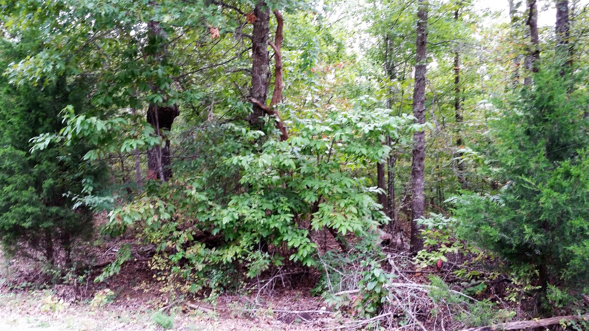 0 Elkins Switch Road Centerville, TN 37033 - Photo 5 of 7 Gallery Image 5