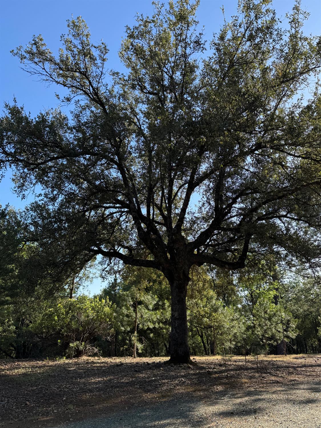 14577 Andrews Road Pine Grove, CA 95665 - Photo 35 of 37 a view of a tree in a yard