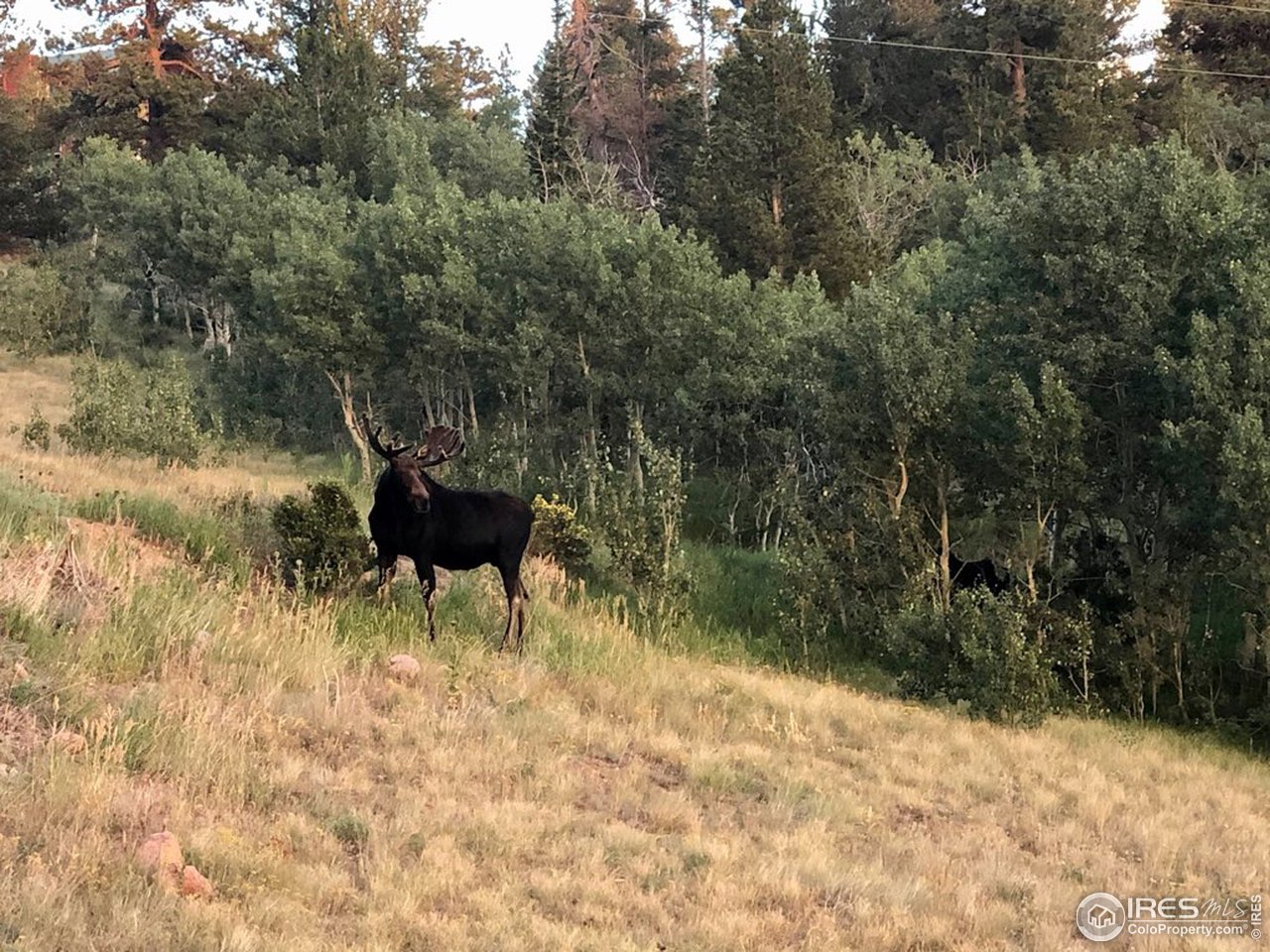 759 Huron Road Red Feather Lakes, CO 80545 - Photo 20 of 21 bull moose in back yard