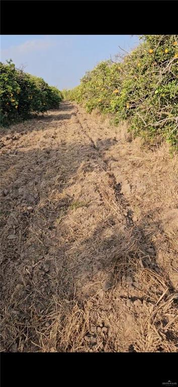 1107 West Davis Road Edinburg, TX 78541 - Photo 3 of 6 View of local wilderness