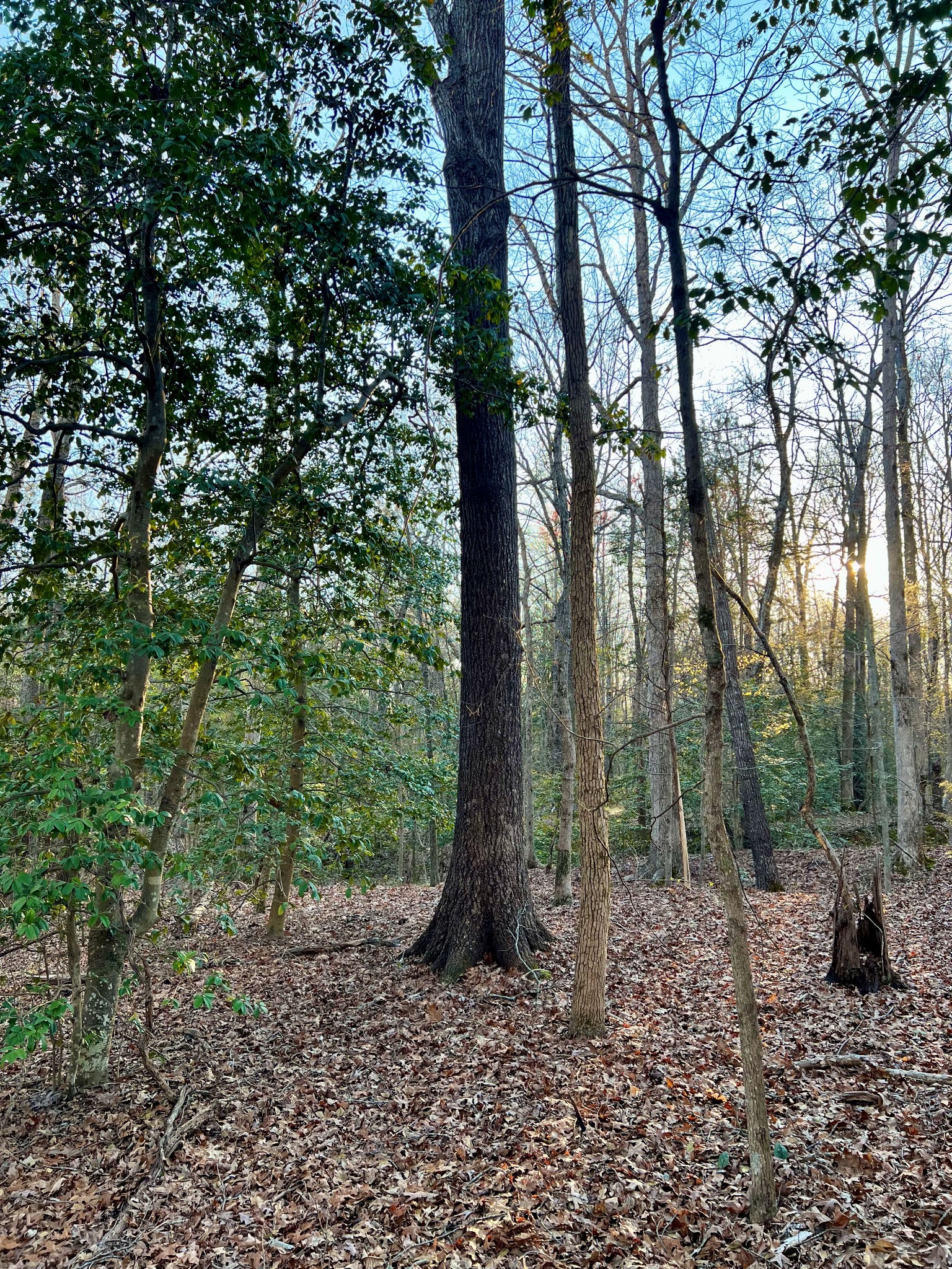0 Leo Woods Road Cedar Grove, TN 38321 - Photo 1 of 8 a large tree with lots of green space