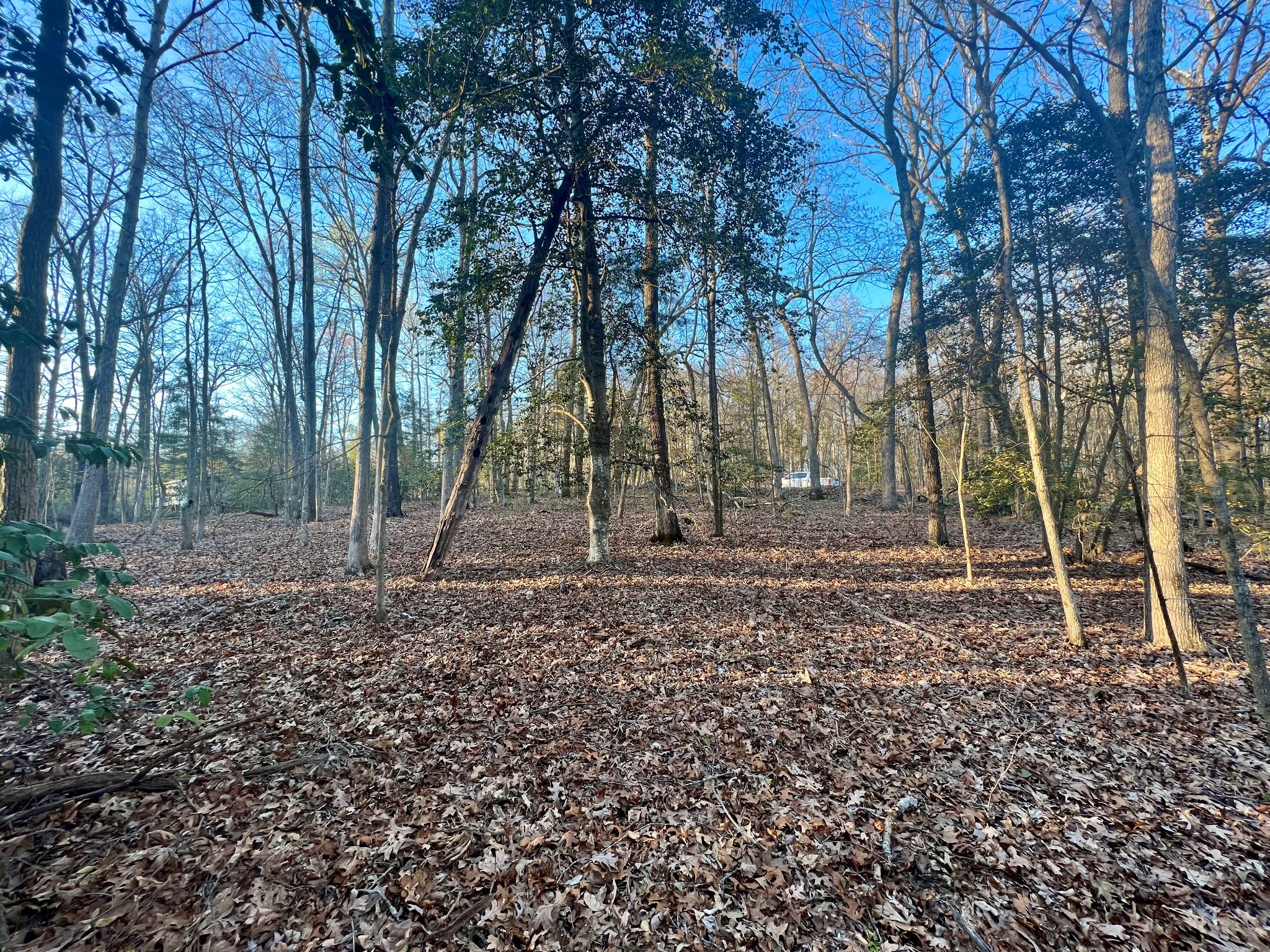 0 Leo Woods Road Cedar Grove, TN 38321 - Photo 2 of 8 a backyard of a house with lots of green space