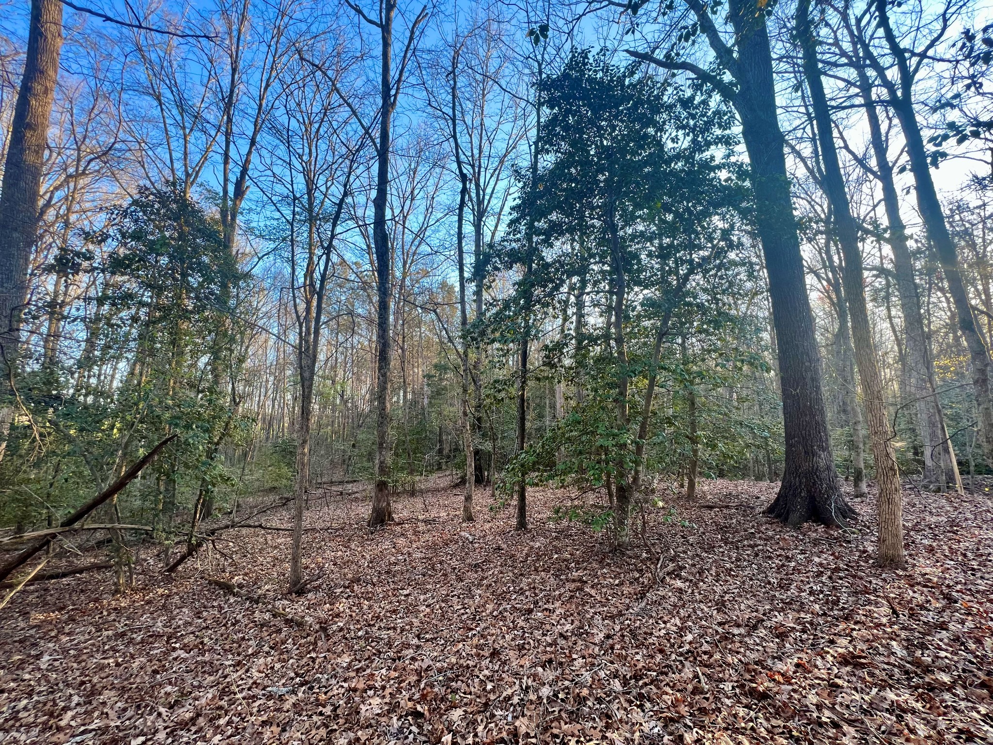 0 Leo Woods Road Cedar Grove, TN 38321 - Photo 3 of 8 a view of a forest with trees