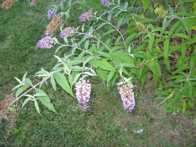 8489 Weaver Road Ravenna, OH 44266 - Photo 21 of 23 A thriving Butterfly Bush with Pink, Lavender, and Dark Purple Blooms during the summer.