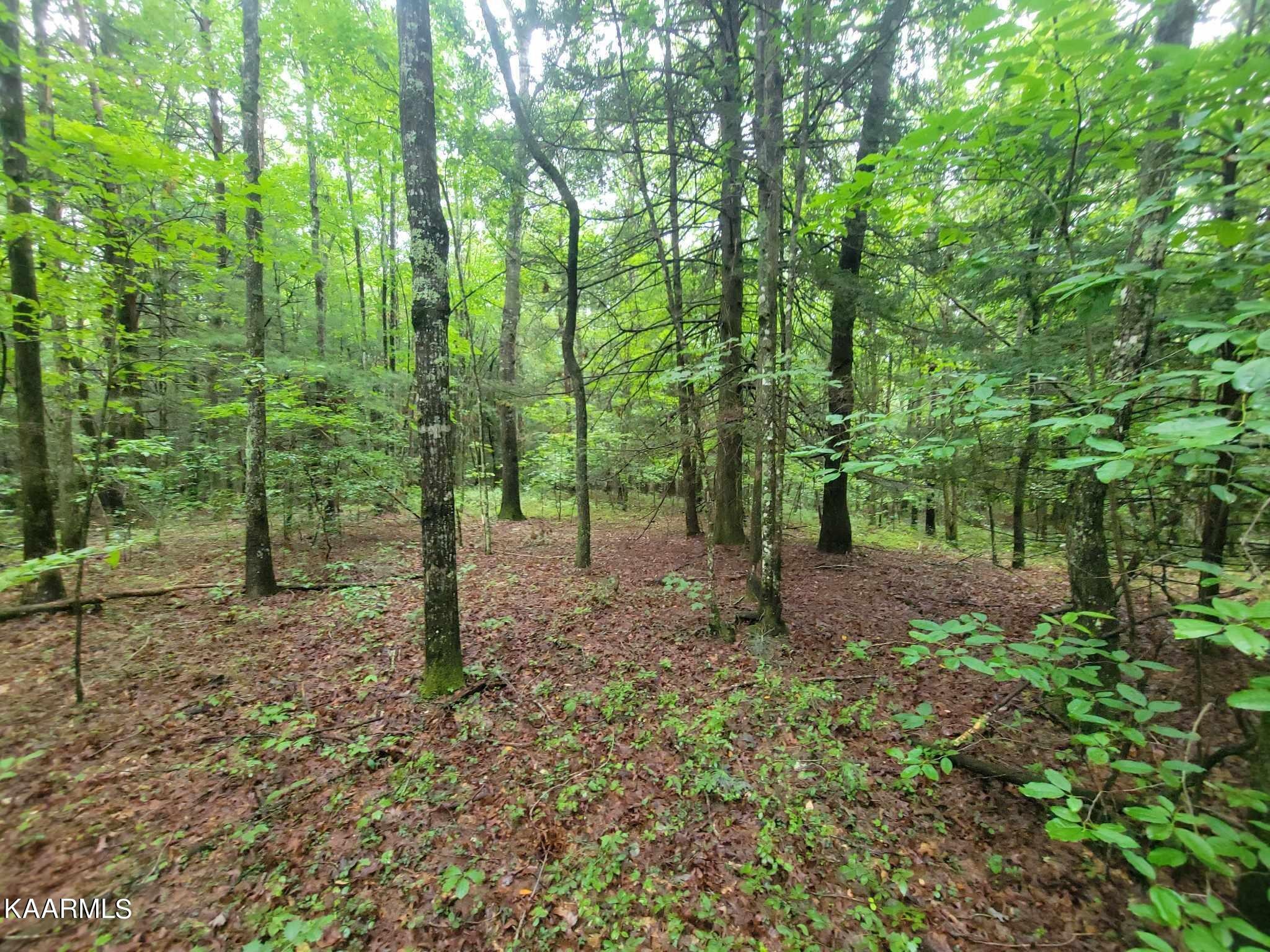 0 40 Model Farm Road Jamestown, TN 38556 - Photo 14 of 59