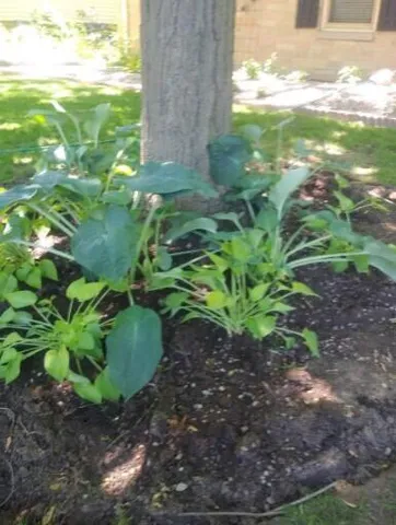 $3,400 | 2347 North 117th Street, Wauwatosa, WI 53226