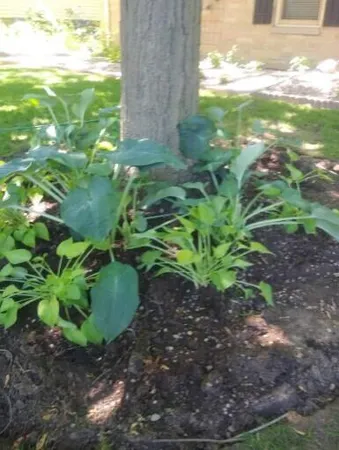 $3,400 | 2347 North 117th Street, Wauwatosa, WI 53226