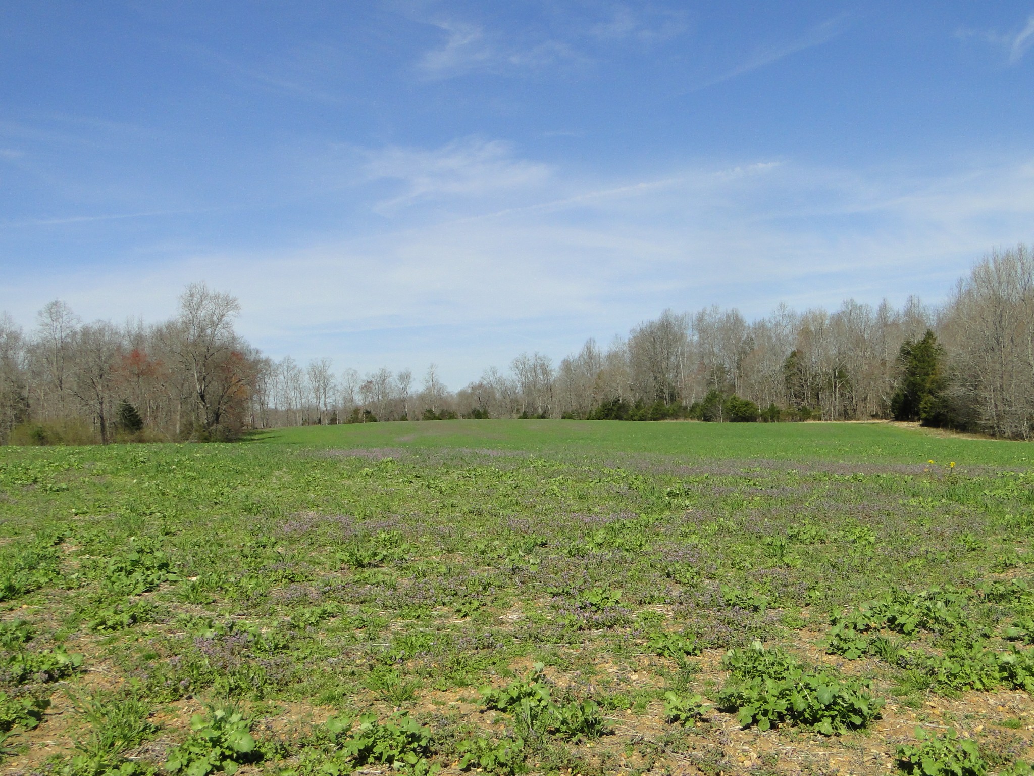 235 Rackley Road Goodspring, TN 38460 - Photo 46 of 54 a view of field with green space