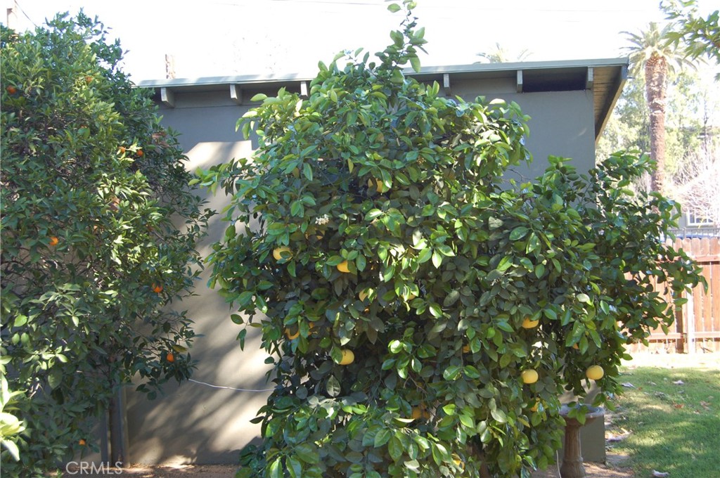 4162 Chestnut Street Riverside, CA 92501 - Photo 8 of 33 GRAPEFRIUT TREE
