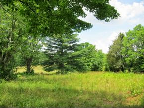 Tbd Old Kentucky Road South Greeneville, TN 37743 - Photo 1 of 6 Field and trees