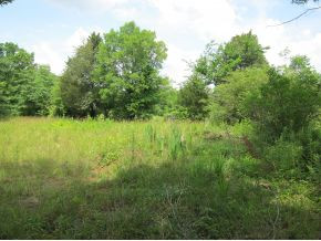Tbd Old Kentucky Road South Greeneville, TN 37743 - Photo 4 of 6 Open area with some trees