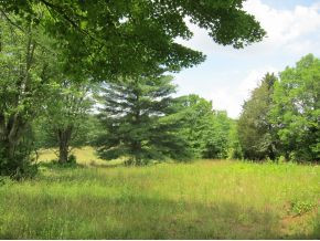 Tbd Old Kentucky Road South Greeneville, TN 37743 - Photo 5 of 6 Field and trees