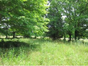 Tbd Old Kentucky Road South Greeneville, TN 37743 - Photo 6 of 6 Row of trees in meadow
