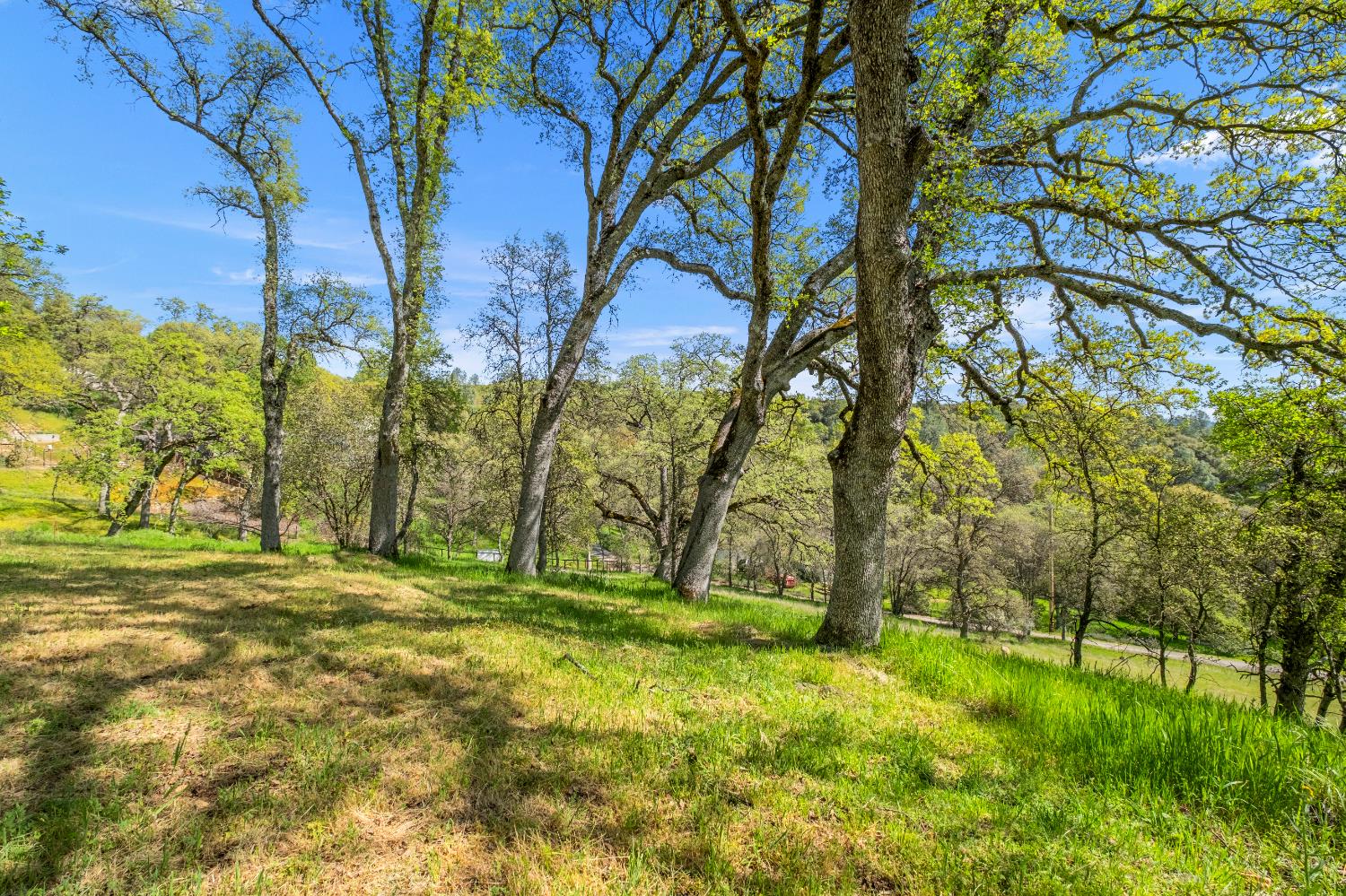 3099 Briw Road Placerville, CA 95667 - Photo 44 of 47 a yard with trees in the background