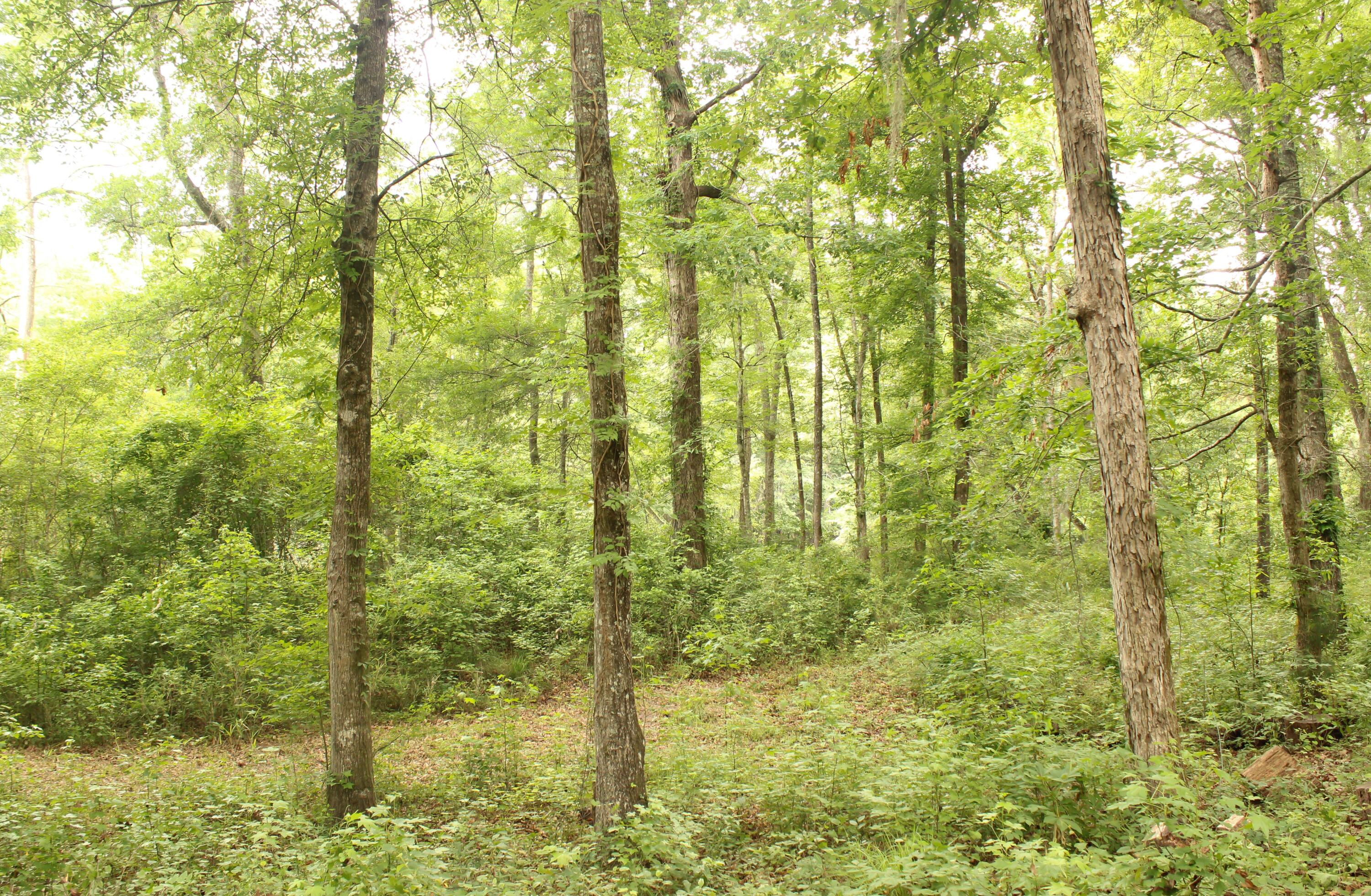 5451 Wire Road Branchville, SC 29432 - Photo 30 of 31