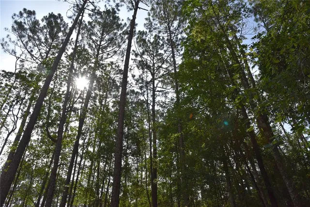a view of outdoor space and trees all around