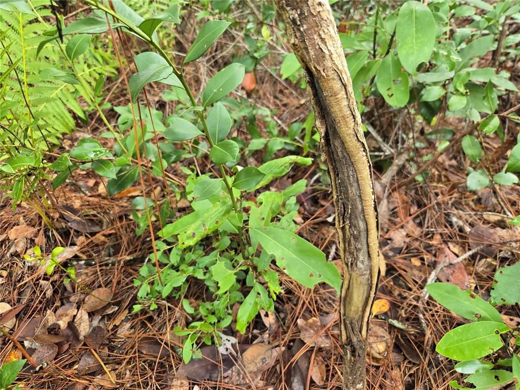4050 Als Satch Road Middleburg, FL 32068 - Photo 11 of 22 a plant with lots of flowers
