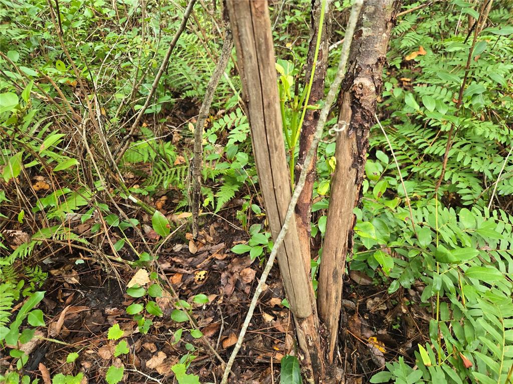 4050 Als Satch Road Middleburg, FL 32068 - Photo 12 of 22 a backyard of a house with lots of green space