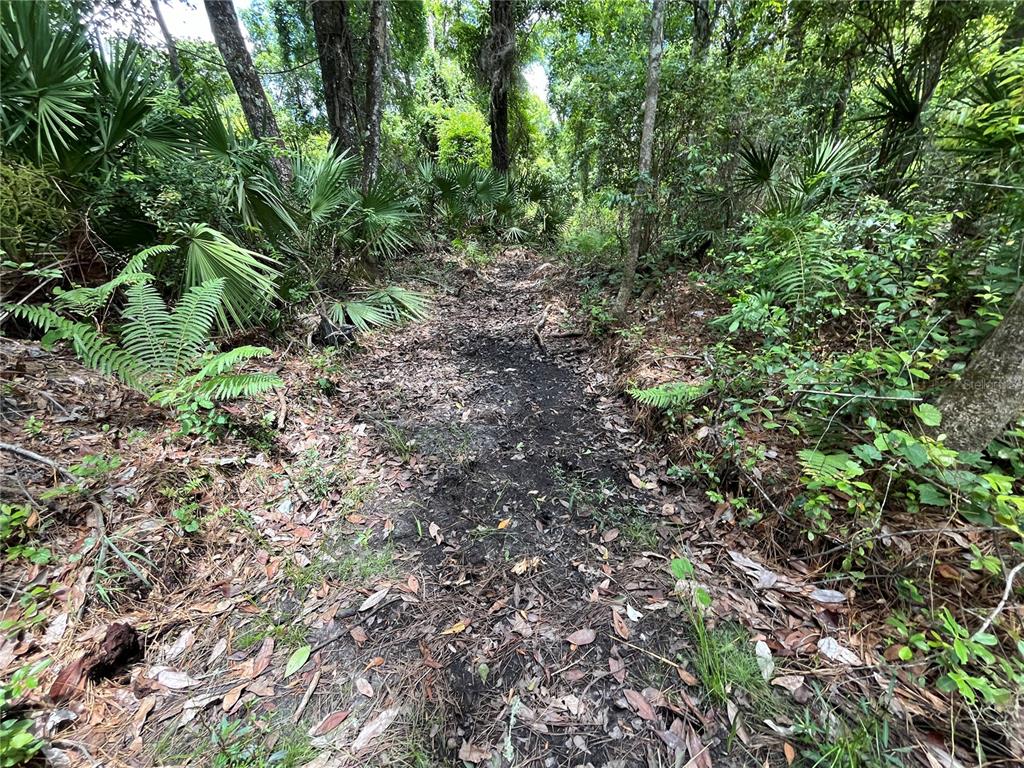 4050 Als Satch Road Middleburg, FL 32068 - Photo 13 of 22 a view of a lush green forest