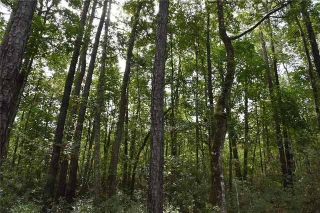 a view of a yard with large trees