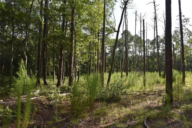 a view of a lush green forest