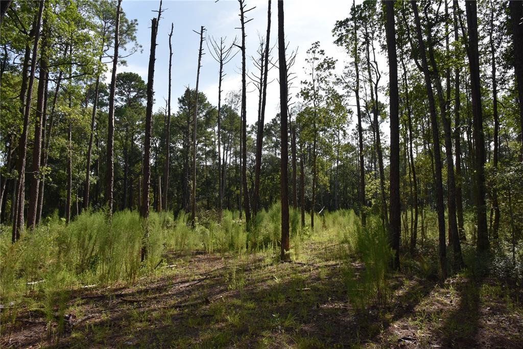 4050 Als Satch Road Middleburg, FL 32068 - Photo 18 of 22 a view of a yard with large trees