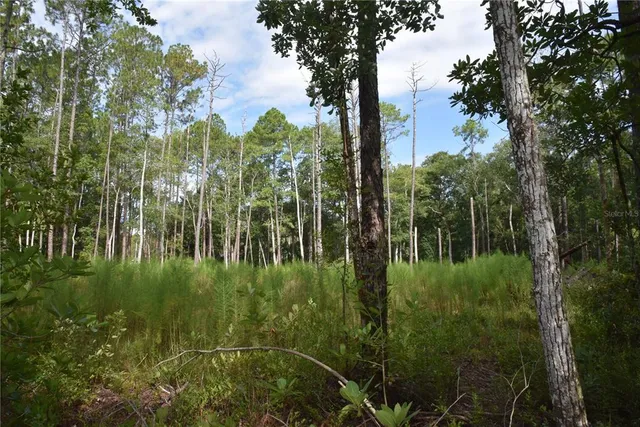 a lush green forest with lots of trees