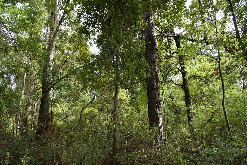 4050 Als Satch Road Middleburg, FL 32068 - Photo 20 of 22 a view of a lush green forest