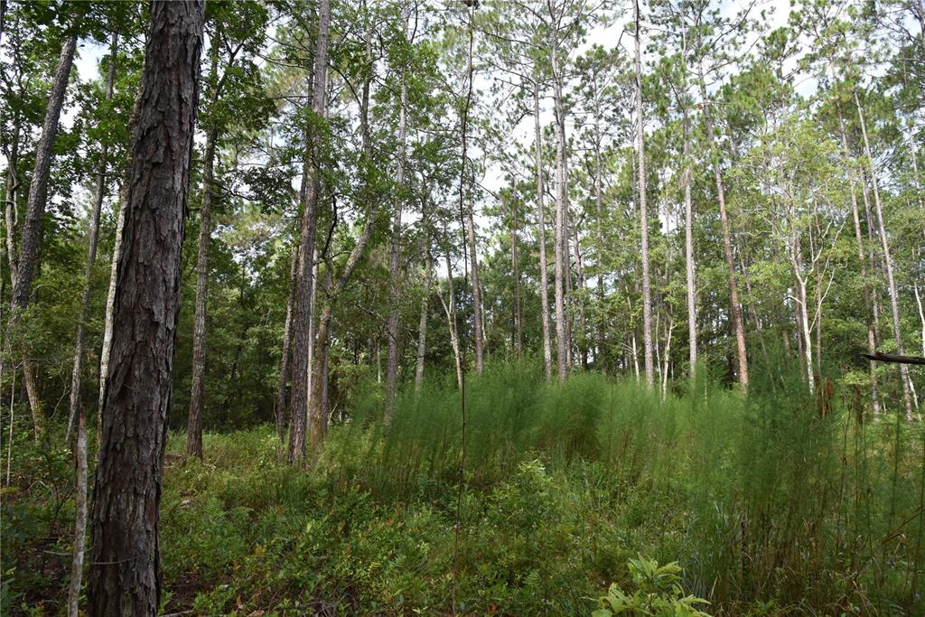 4050 Als Satch Road Middleburg, FL 32068 - Photo 22 of 22 a lush green forest with lots of trees