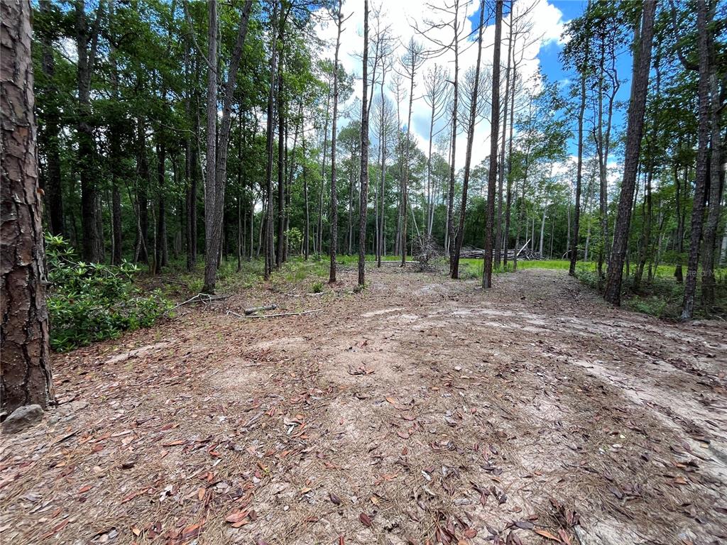 4050 Als Satch Road Middleburg, FL 32068 - Photo 3 of 22 a view of outdoor space with trees